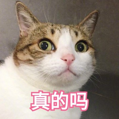 99%铲屎官的苦恼：如何战胜猫咪黑下巴？