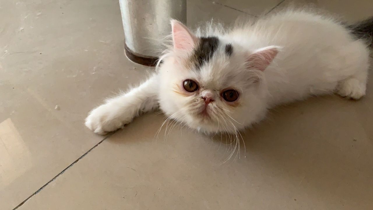 可爱猫咪温顺异常，玩具在面前一动不动，是不是基因突变？