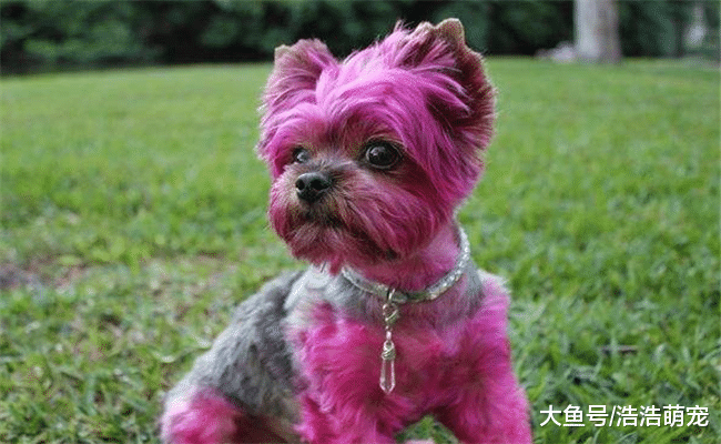 宠主不经意见会伤害狗狗, 尤其是下面5种行为, 会减少它的寿命