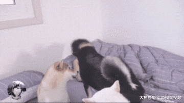 3只柴犬叫主人起床，结果中途“叛变”，女主：白养你们了