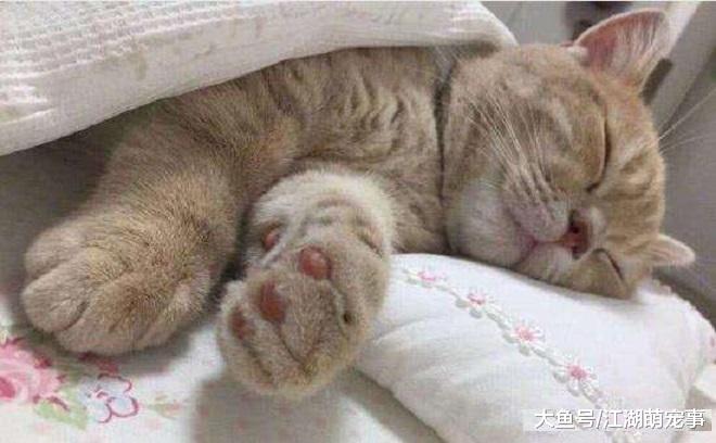 猫咪为什么喜欢在床上睡觉，其实有5个原因