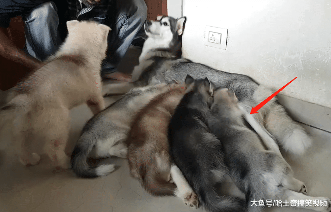 带二哈回老家生宝宝，结果它却越来越瘦，知道原因后主人笑了