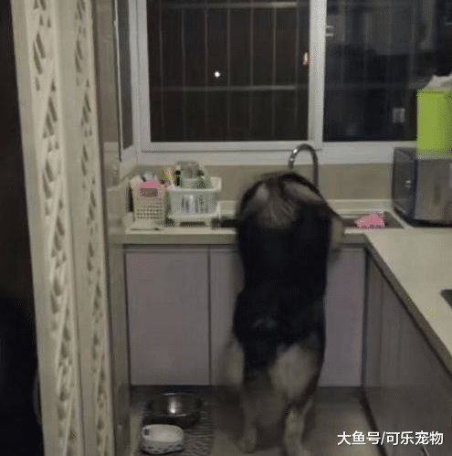 主人在餐桌上吃饭，阿拉斯加馋的蹦起来要上桌：本汪要吃肉！