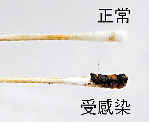 蟲也會長進狗耳？在家清潔狗狗耳朵，可按美容師這4個步驟