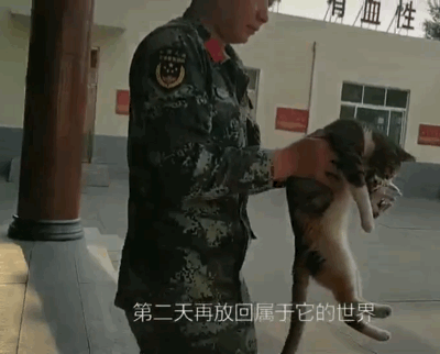 流浪猫军营产仔，强行赖着不走，兵哥哥们开启了奶妈模式
