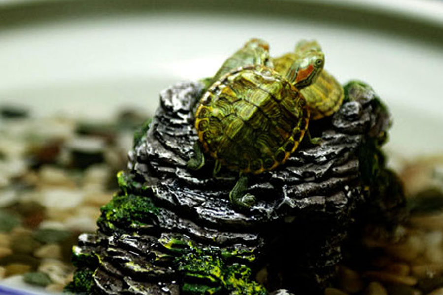 误买“小彩龟”，试试这些方法，尽自己的能力去养活