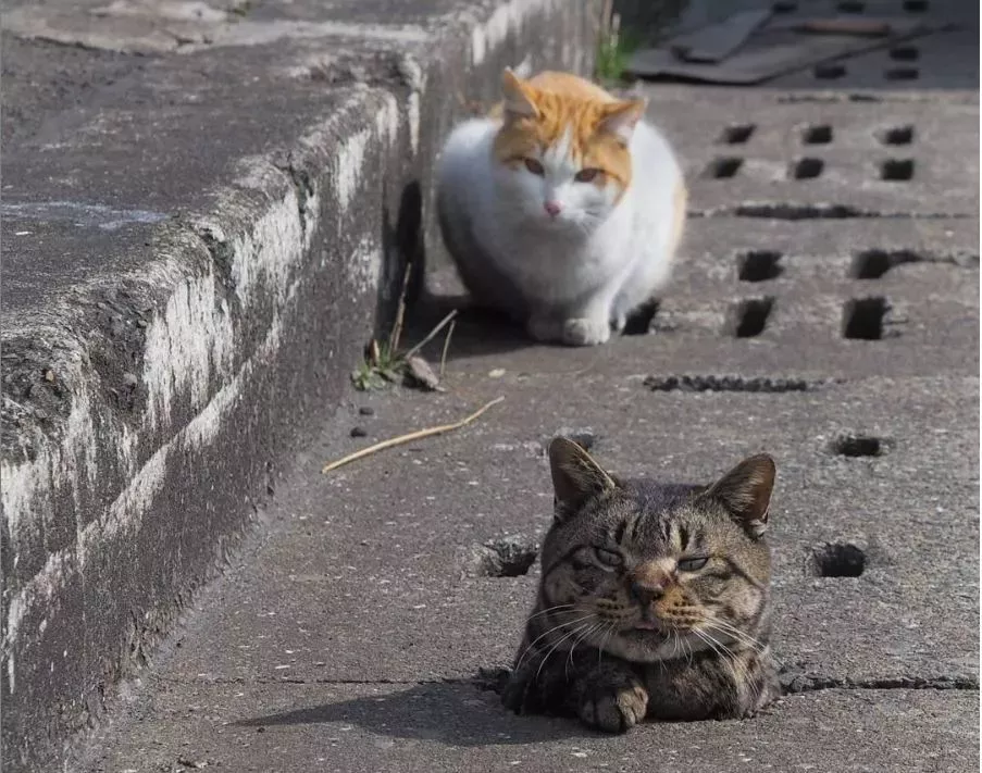 他拍摄的流浪猫，个个儿都生龙活虎，快活得让家喵羡慕……