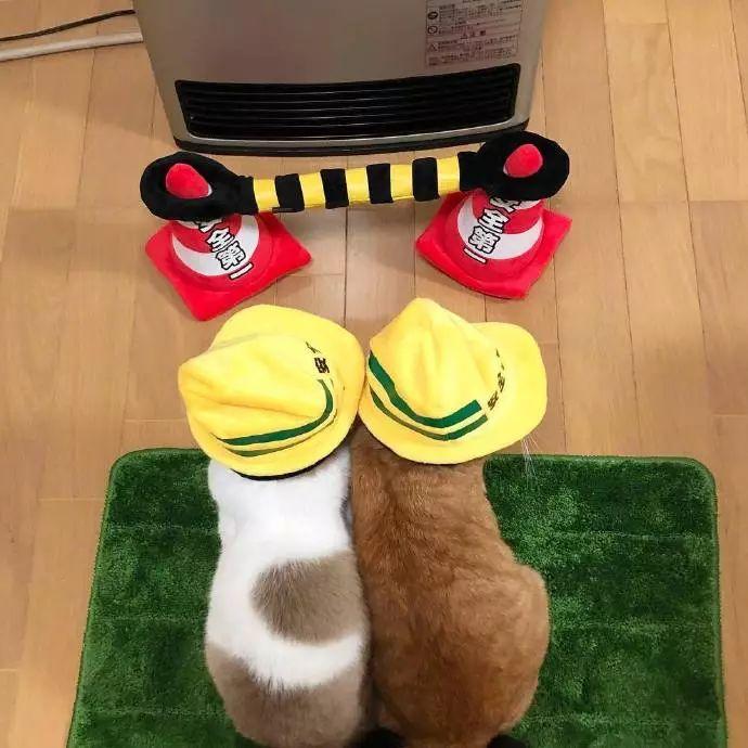 为了广大猫咪的烤火安全, 两只猫变身烤火安全宣传员