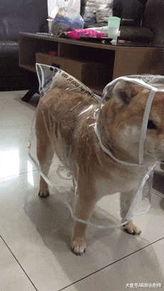 主人让柴犬穿上雨衣出门上厕所，尽管它很尿急，却一步也不敢动！