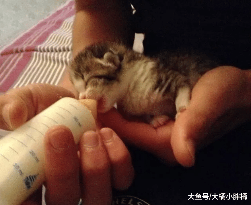 小猫躺在路上没了动静，女子本想埋了它，捏在手里后却有了新主意