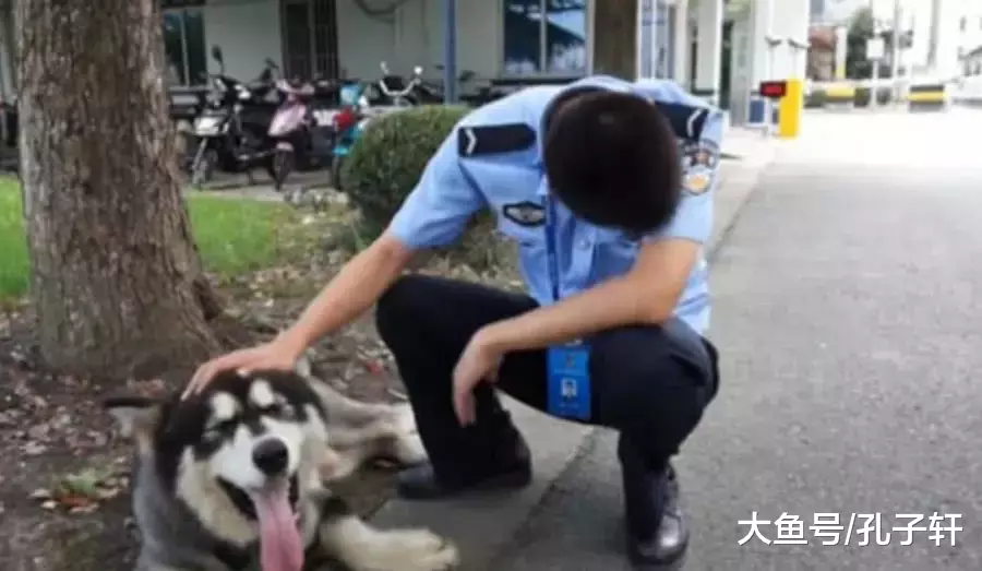阿拉斯加贪玩跑出去，几天后警察打来电话，主人听了哭笑不得