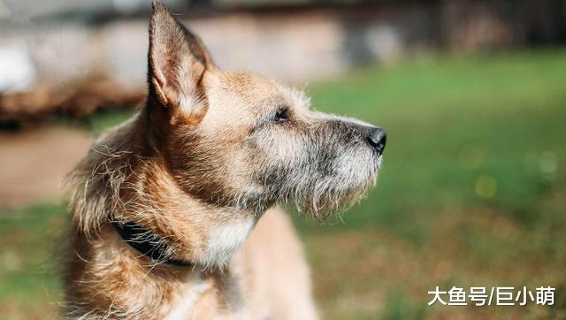 狗狗在慢慢变老，你察觉到了吗？很多人都不知道这6个提醒信号