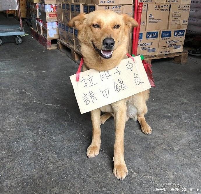 主人给拉肚子的狗狗挂了不许喂食的牌子，没想到真的有人给回复了