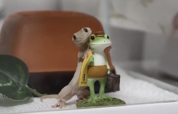 守宫也可以超级可爱：把玩具从头摸到脚，更会“壁咚”