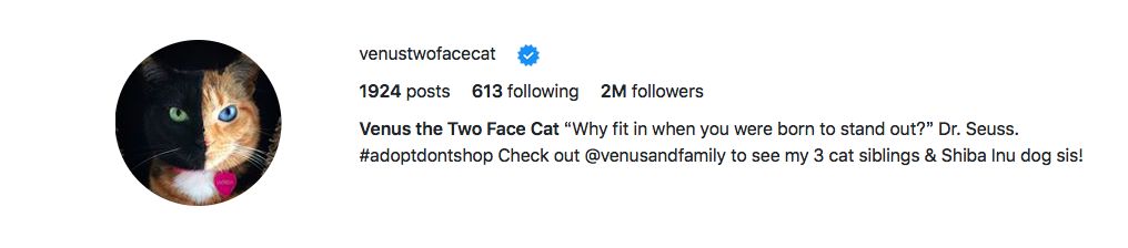 「喵」“金星双面猫”喵咪也会有阴阳脸？？