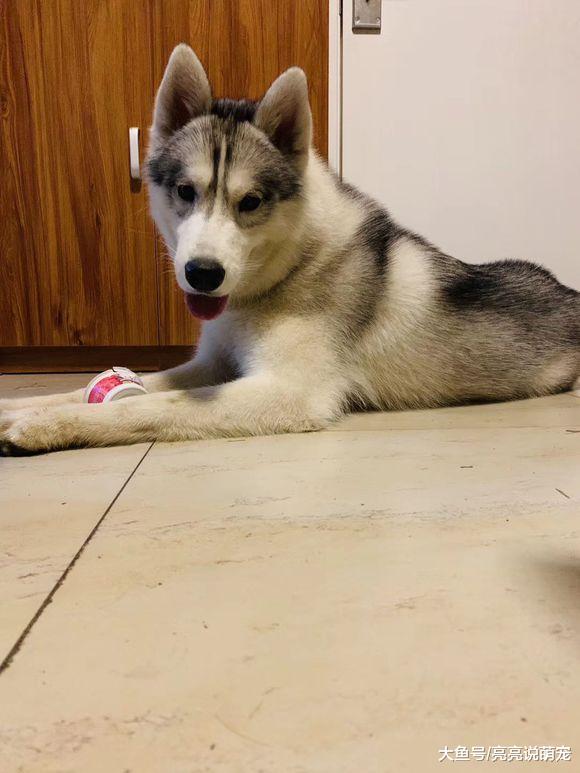 二哈都拆家？压根不存在，网友养大的这只二哈从不拆家