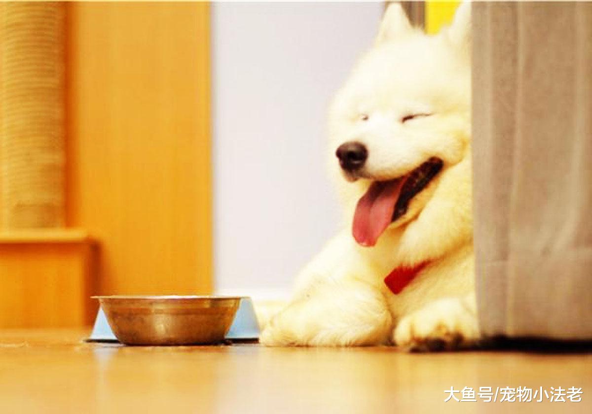 给狗补营养，真的可以用“这个”代替羊奶吗？这很容易让狗狗中毒