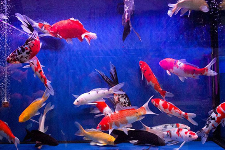 鱼缸里鱼状态不好，除了跟鱼缸水质有关之外，还跟这有较大关系