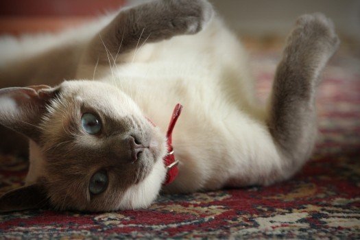 铲屎官要注意了：猫软便腹泻是为何，小问题可能隐藏大麻烦