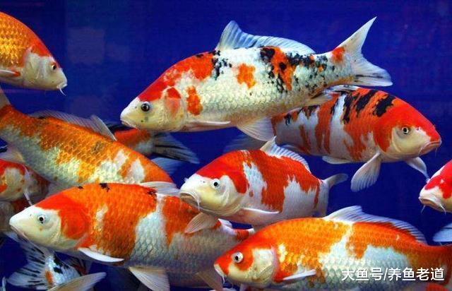 杂食性观赏鱼不会吃小鱼，可以和小型鱼混养吗，比如金鱼和锦鲤？