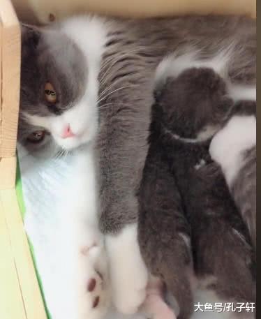 猫妈妈生了七只小猫后，嫌它们太吵扔给金毛照顾，金毛的表情亮了