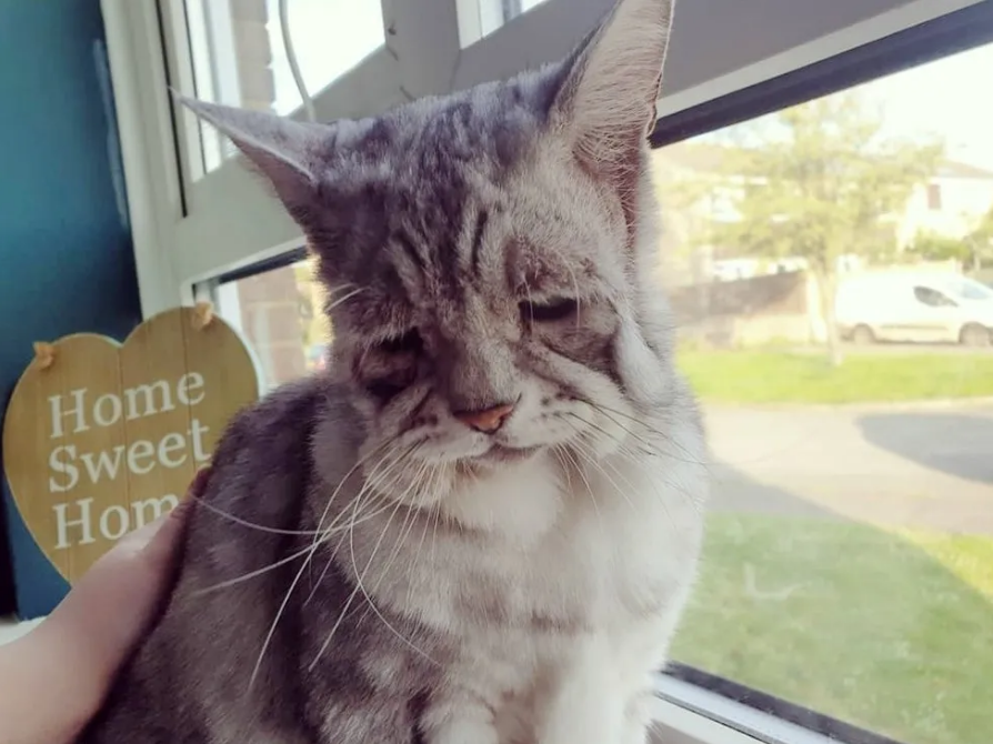 猫咪脸部天生缺陷而自卑，可独特的样子却带给它幸福生活，真幸运