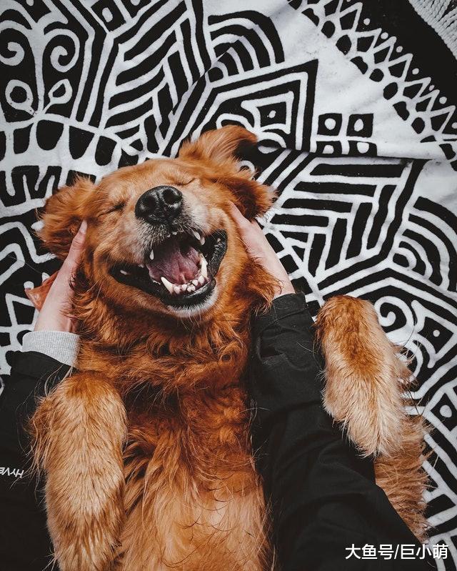 金毛不幸患上骨癌被截肢，好兄弟陪它走过苦难时光，相伴于抗癌路