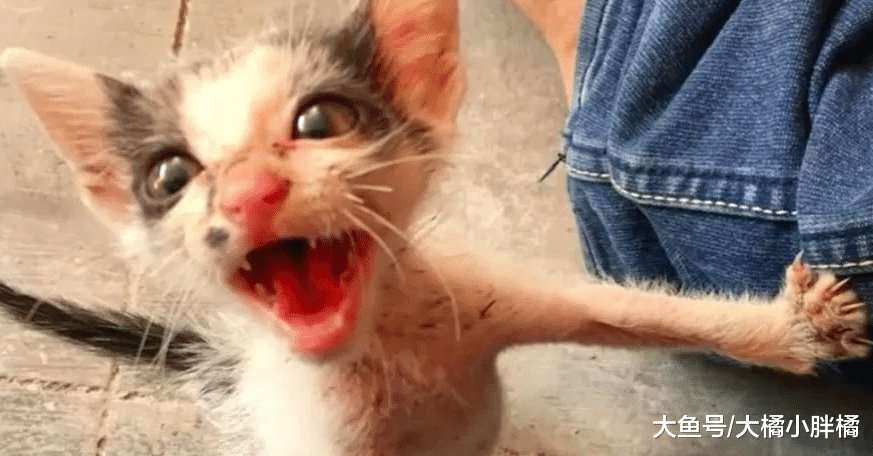 流浪小猫跟流浪狗争垃圾桶，身板小却不输气势，小伙帮它解了围