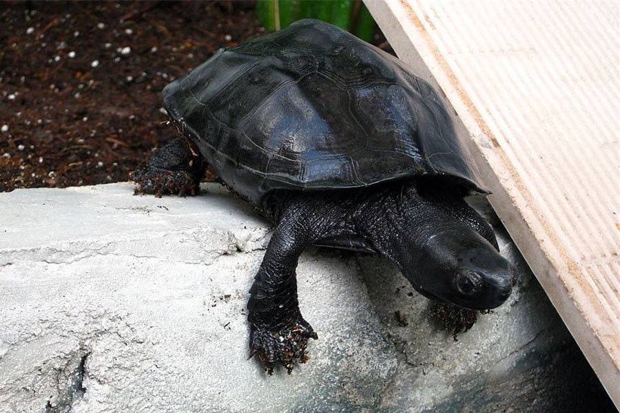 乌龟粗养好，还是细养好？今天给你一个参考答案