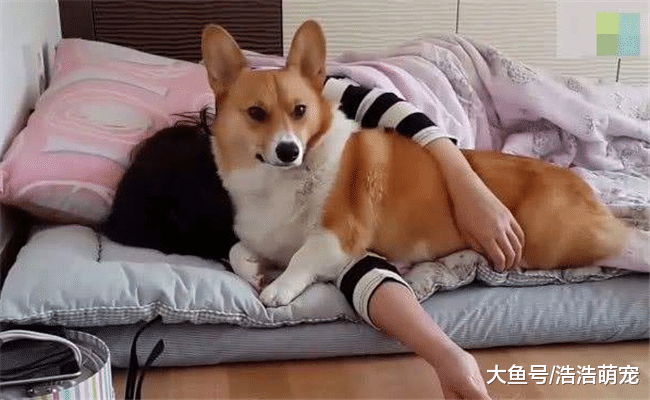 狗狗害不害怕被主人抛弃？网友：当然害怕了！