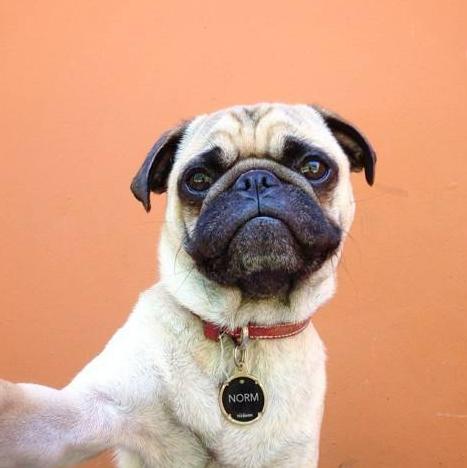 新手必看：如何正确饲养巴哥犬