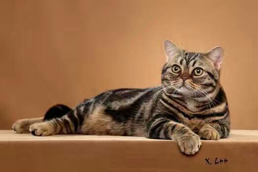 美国短毛猫，你家的长什么样子呢？美短聪明温顺