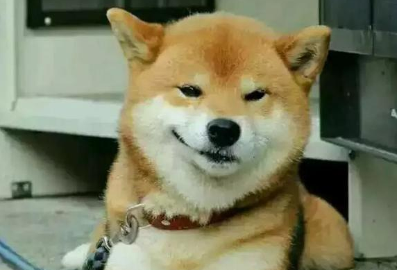 缺爱就该养金毛？不同性格的人最适合养的6种狗，快看你是哪一种