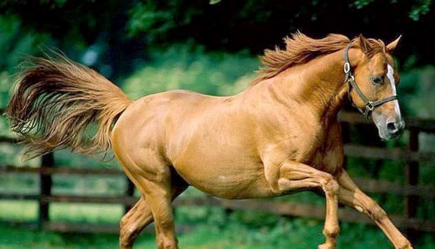 从生物学上看，马和驴结合生下的骡子，为什么没有生育能力？