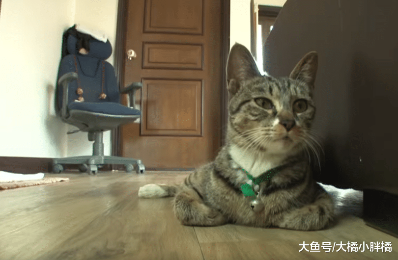 猫妈妈不想管孩子，只想着去玩，“好姐妹”一口气养了10只小猫！