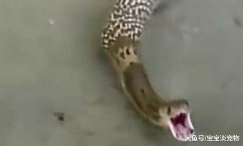 男子发现后院来了一条眼镜蛇，看到它吐出来的东西，男子傻眼了