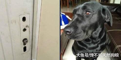 拉布拉多这5种“怪异”行为, 可能主人才知真相, 别人都不了解!