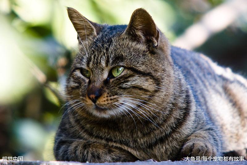 你家的猫咪打呼噜吗？猫咪打呼噜都有哪些原因，你知道几个