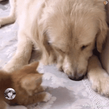 金毛救了只小鹿，过着“没羞没臊”的生活，主人都要羡慕了