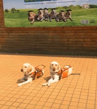 违反天性做导盲犬, 拉布拉多狗生是有多么不易