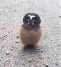 猫头鹰与工作人员对视, 网友: 我从没见过这么呆萌的猫头鹰!