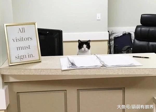流浪猫混进单位，还得了个正规编制，喵：不靠走后门，靠本事！