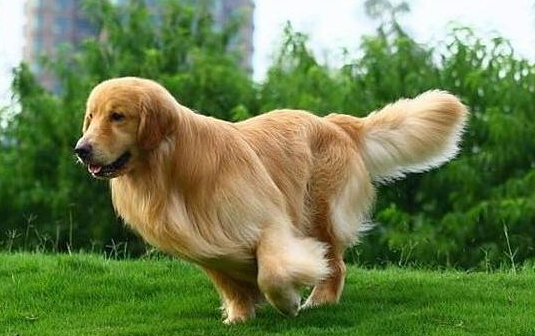 家里的狗子挑食多半是铲屎官的“锅”，这些错误大家有做过几种？