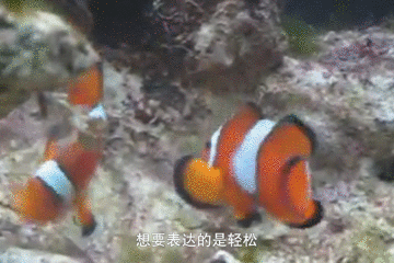 你能读懂小丑鱼的身体语言吗？竟然有这么多不为人知的含义！
