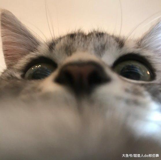 猫咪突然不吃东西了，这是有原因的，你家猫咪属于哪一种情况呢？