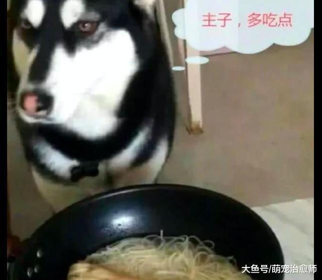 過年網友還下面條吃，哈士奇都看不下去了，叼來大骨頭送給主人！