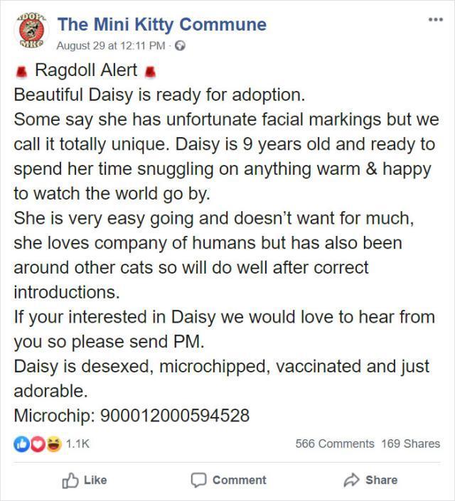 布偶猫因奇怪花纹无人领养，网友：这可是网红潜力猫啊！