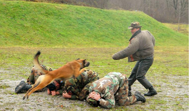 軍犬退役后將何去何從？我國的做法很人性化，美國的做法令人心寒