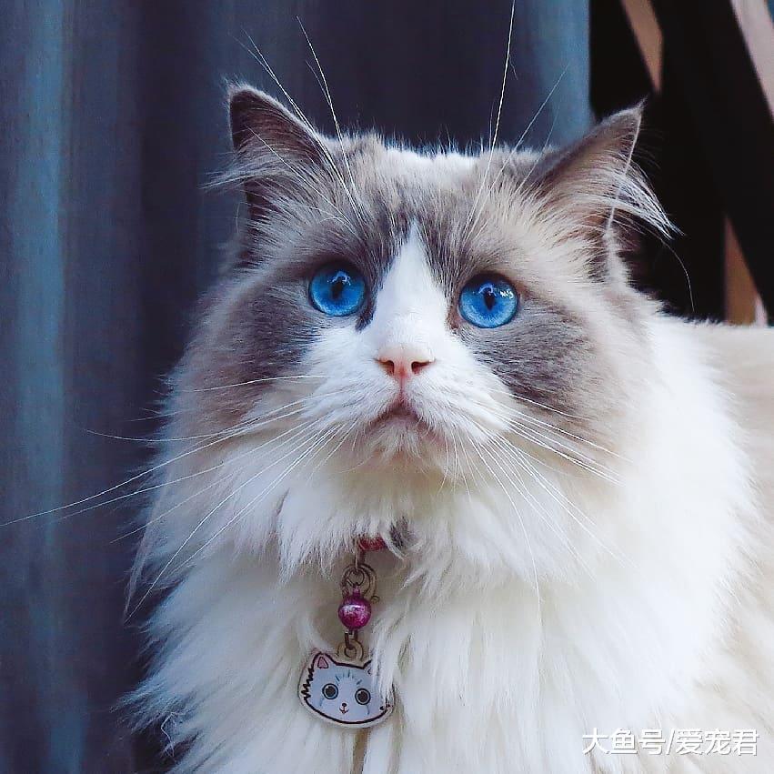 有時候貓咪在嗅一些東西后，會露出夸張的表情，它們是在做鬼臉嗎