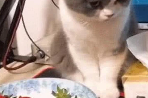 猫咪多次想偷吃草莓，被主人发现以后呵斥，猫咪一个眼神亮了